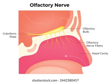 Design-Vektor-Illustrationsdiagramm für olfaktorische Nervenwissenschaften