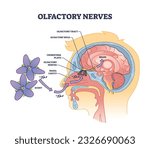 Olfactory nerves with sensory facial nose organs anatomy outline diagram. Labeled educational scheme with human head nasal scent system and plane, cavity or bulb medical location vector illustration.
