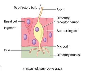 Olfactory (sense Of Smell) Nerve Cell Detail, Showing The Location Of The Neuron Cell In The Olfactory Epithelium