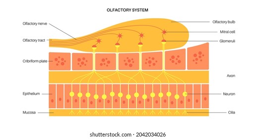 Olfactory system anatomical poster. Olfactory nerve, respiratory epithelium, smell receptors and neurons. Sensory organs of the respiratory system. Medical vector illustration for clinic or education