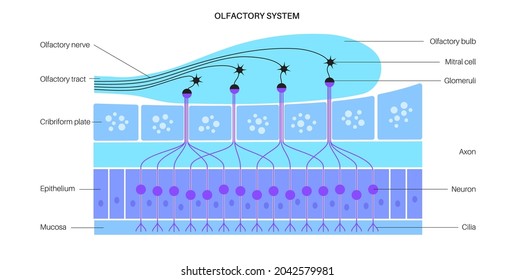 Olfactory System Anatomical Poster. Olfactory Nerve, Respiratory Epithelium, Smell Receptors And Neurons. Sensory Organs Of The Respiratory System. Medical Vector Illustration For Clinic Or Education.