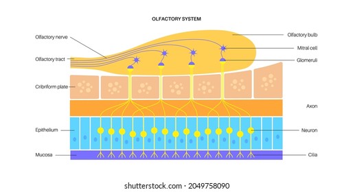 Olfactory system anatomical poster. Olfactory nerve, respiratory epithelium, smell receptors and neurons. Sensory organs of the respiratory system. Medical vector illustration for clinic or education