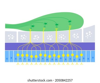 Olfactory system anatomical poster. Olfactory nerve, respiratory epithelium, smell receptors and neurons. Sensory organs of the respiratory system. Medical vector illustration for clinic or education