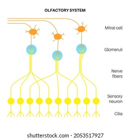 Olfactory System Anatomical Poster. Olfactory Nerve, Respiratory Epithelium, Smell Receptors And Neurons. Sensory Organs Of The Respiratory System. Medical Vector Illustration For Clinic Or Education