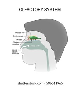 Olfactory System. Human Anatomy