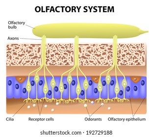 olfactory system inside the human head. the olfactory bulb at the top which connects to scent cells at the bottom to identify odors