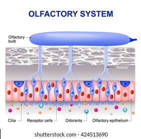 olfactory system inside the human head