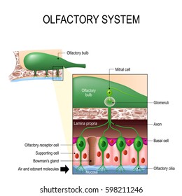 Olfactory System. Sense Of Smell. Human Anatomy