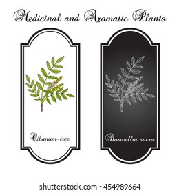 Olibanum-tree (Boswellia sacra), or frankincens, aromatic tree. Hand drawn botanical vector illustration