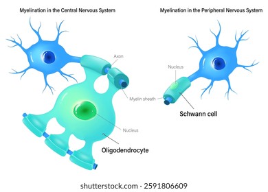 Oligodendrocyte and Schwann cell. Myelination in the central nervous system and peripheral nervous system.