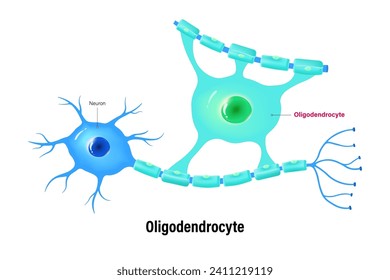 Vector Oligodendrocito. Células biliares (neuroglia). Sistema nervioso central.