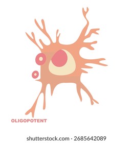 Oligopotent Stem Cell Illustration Science Biology Education Vector