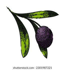 oline branch food hand drawn. olive natural, green organic, plant fresh, leaf leaves, tree healthy oline branch food vector sketch. isolated color illustration