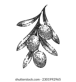 oline natural food hand drawn. olive branch, green organic, plant fresh, leaf leaves, tree healthy oline natural food vector sketch. isolated black illustration