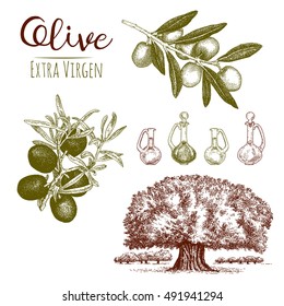 Olive 1. Hand drawn illustrations of olive, olive tree, olive leaves, olive oil