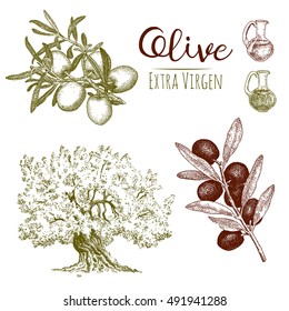 Olive 2. Hand drawn illustrations of olive, olive tree, olive leaves, olive oil