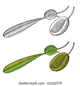 olive