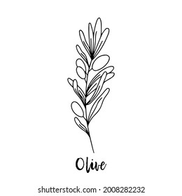 Olive. Ayurveda. Natural herbs. Ayurvedic herbs, medicines. The style of doodles. Medicines for health from plants. Herbal illustration. A medicinal plant. Sprig with olives.