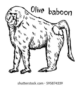 olive baboon - vector illustration sketch hand drawn with black lines, isolated on white background