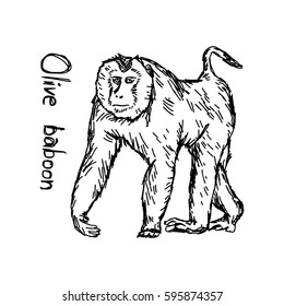 olive baboon walking - vector illustration sketch hand drawn with black lines, isolated on white background