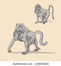 Olive baboons. Hand drawn realistic illustrations isolated on background. Vector doodle design. Savannah animals