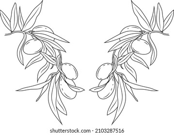 olive berries on a branch isolated on white background