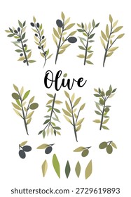 Conjunto de ilustración botánica de olivo con ramas, hojas, aceitunas y elemento de tipografía decorativa. Colección plana de Vector apta para etiquetas, packaging, branding, decoración de cocinas y diseños de estilo mediterráneo.