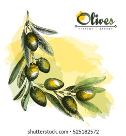 Olive branch angular frame, border background, olive sketch vector isolated element hand drawn with watercolor spots over white background. Italian product.