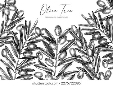 Olive branch background. Vector banner design with leaves and fruits sketches in vintage style. Vegetable oil ingredients illustration isolated on white. Olive tree template for print and packaging