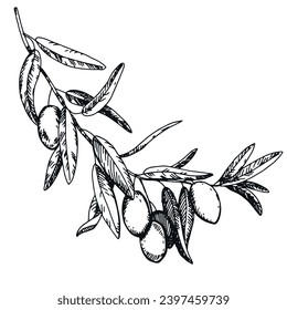 Olive branch with berries and leaves. Italian Cuisine. Peace symbol in engraving technique. Linear drawing in ink. Olive tree vector illustration.