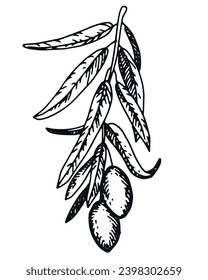 Olive branch with berries and leaves. Italian Cuisine. Peace symbol in engraving technique. Linear drawing in ink. Olive tree vector illustration.