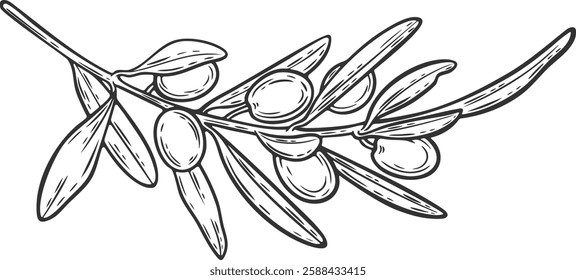 Olive branch berry leaf diet plant superfood ingredient natural organic black green engraving hand drawn illustration black white isolated vintage line art sketch silhouette graphic style poster label