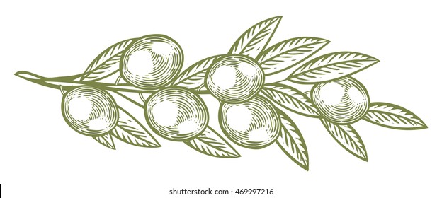 Olive branch with berry and leaf diet plant superfood ingredient. Natural organic olive hand drawn vector sketch engraved illustration. Olive black, green. Isolated olive on white background