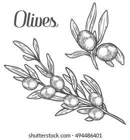 Olive branch with berry and leaf diet plant superfood ingredient. Natural organic hand drawn vector sketch engraved illustration. Olive black, green. Isolated on white background