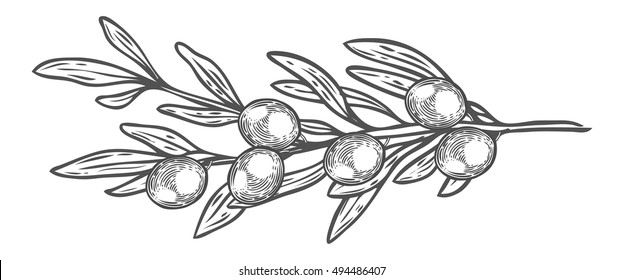 Olive branch with berry and leaf diet plant superfood ingredient. Natural organic hand drawn vector sketch engraved illustration. Olive black, green. Isolated on white background