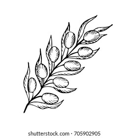 Olive branch with berry and leaf diet plant superfood ingredient. Natural organic herb, ink hand drawn sketch illustration. Isolated on white. Olive black, green, oil.