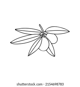 Olive branch with berry and leaf doodle illustration. Hand drawn olive branch illustration in vector on white backgroun.