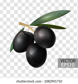 Olive branch, black olives, fruits, healthy food. 3D effect. Vector illustration.