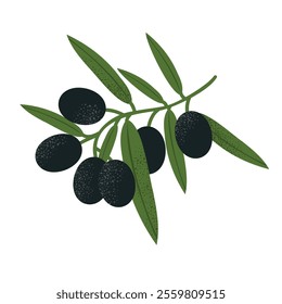 Olive branch with black olives and green leaves. Perfect for Mediterranean food designs, natural themes, and cooking illustrations. Flat vector style, isolated on white background.