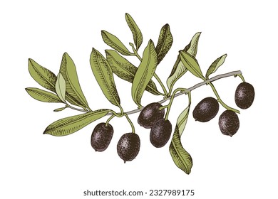 Olive branch with black olives on white background