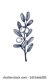 Olive branch botanical hand drawn Isolated vector illustration. Organic vegetarian product. Olive symbol applicable for restaurant menu or packaging, label, poster, print. Engraving style