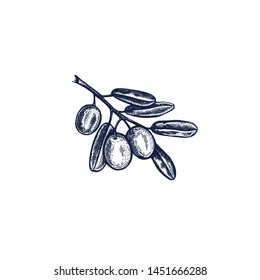 Olive branch botanical hand drawn Isolated vector illustration. Organic vegetarian product. Olive symbol applicable for restaurant menu or packaging, label, poster, print. Engraving style