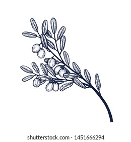 Olive branch botanical hand drawn Isolated vector illustration. Organic vegetarian product. Olive symbol applicable for restaurant menu or packaging, label, poster, print. Engraving style