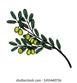 Olive branch botanical hand drawn Isolated vector illustration. Organic vegetarian product. Olive symbol applicable for restaurant menu or packaging, label, poster, print. Engraving style