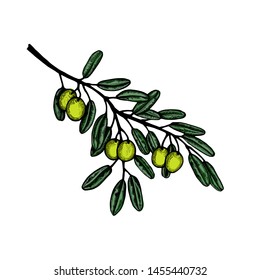 Olive branch botanical hand drawn Isolated vector illustration. Organic vegetarian product. Olive symbol applicable for restaurant menu or packaging, label, poster, print. Engraving style
