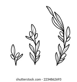 Olive branch clip art for decor invite or card, isolate on white background. Black ink line art leaves
