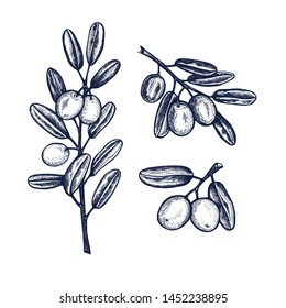 Olive branch collection botanical hand drawn Isolated vector illustration. Organic vegetarian product. Olive symbols set applicable for restaurant menu or packaging, label, poster, print. Engraving
