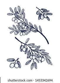 Olive branch collection botanical hand drawn Isolated vector illustration. Organic vegetarian product. Olive symbols set applicable for restaurant menu or packaging, label, poster, print. Engraving