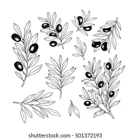 Olive branch collection. Olive sketch style illustration. Vector illustration