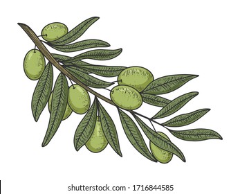 Olive branch color sketch engraving vector illustration. T-shirt apparel print design. Scratch board imitation. Black and white hand drawn image.